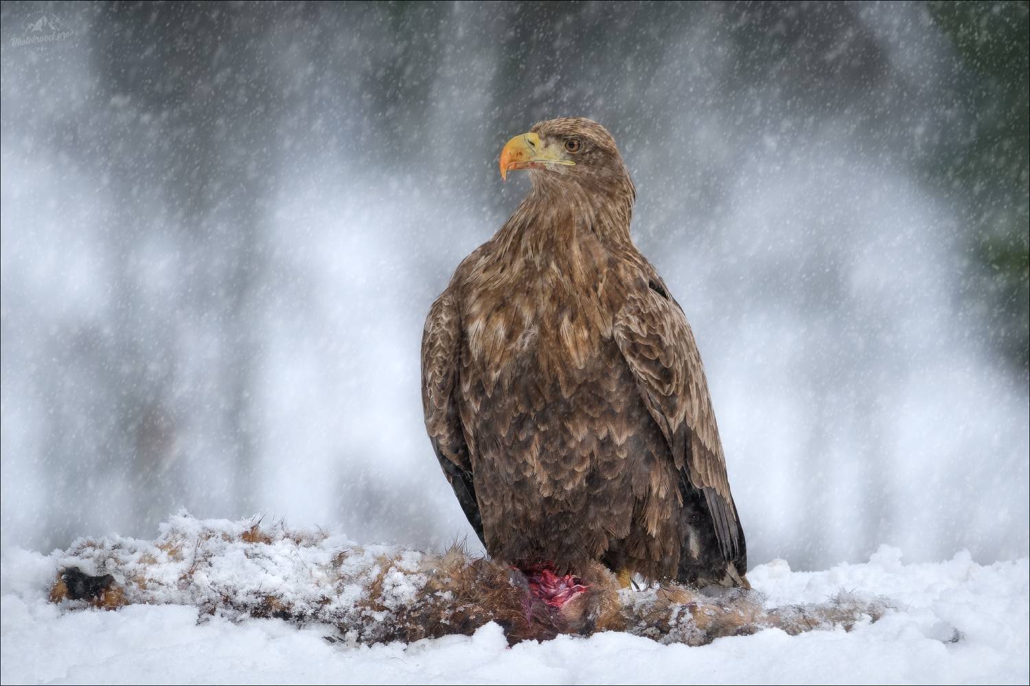 орлан, орлан-белохвост, заказник красный бор, фототур в красный бор, Влад Соколовский