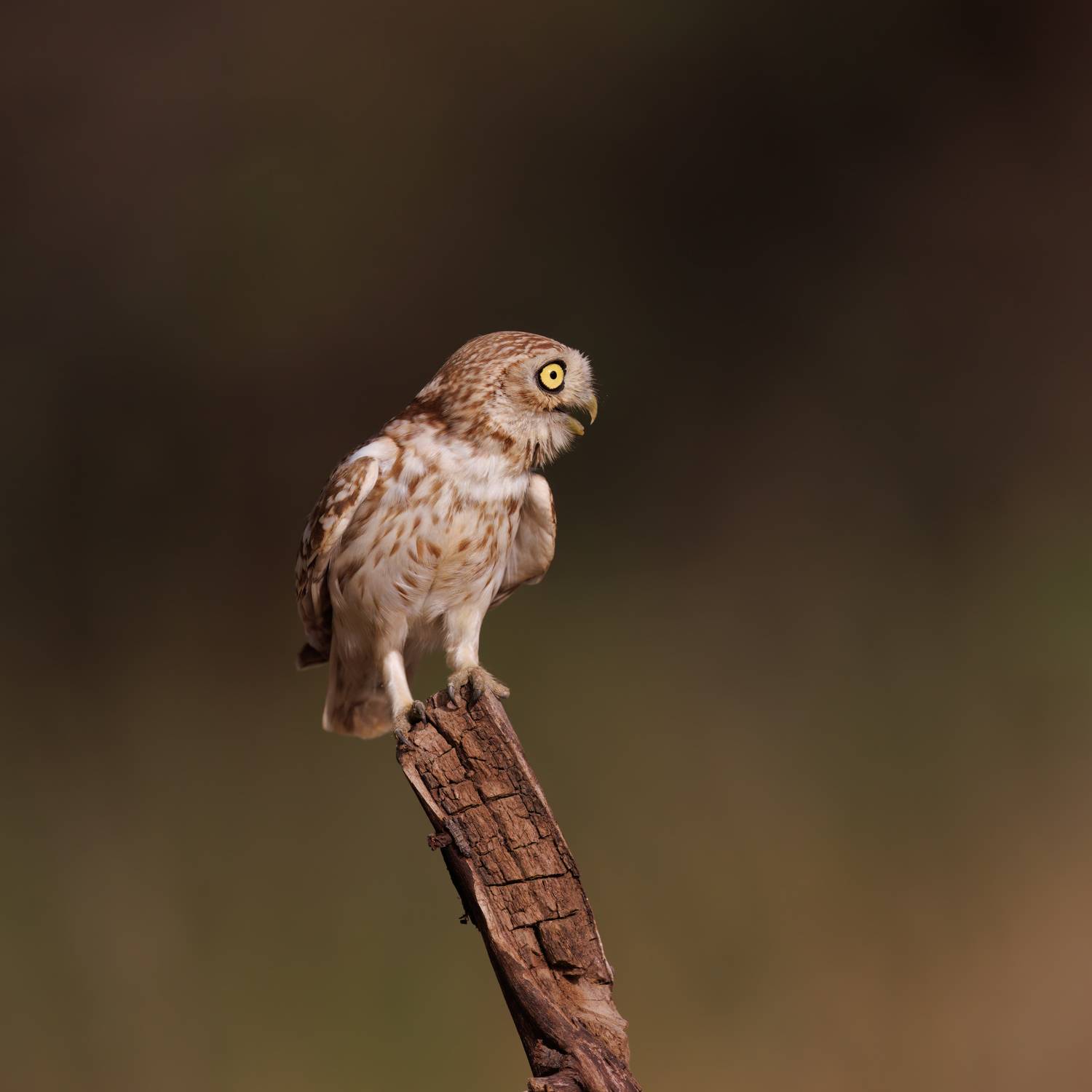 , Фруман Евгений