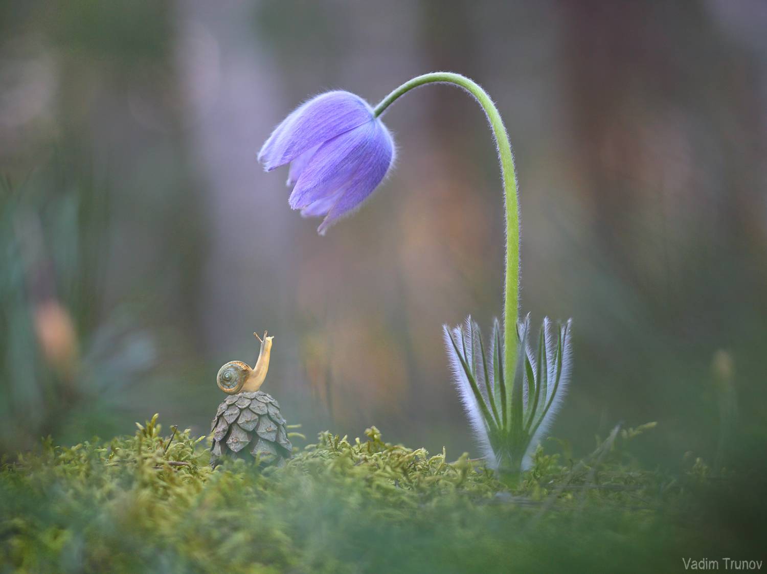 сон-трава, улитка, snail, Вадим Трунов