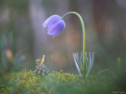 Улитки тоже видят сны