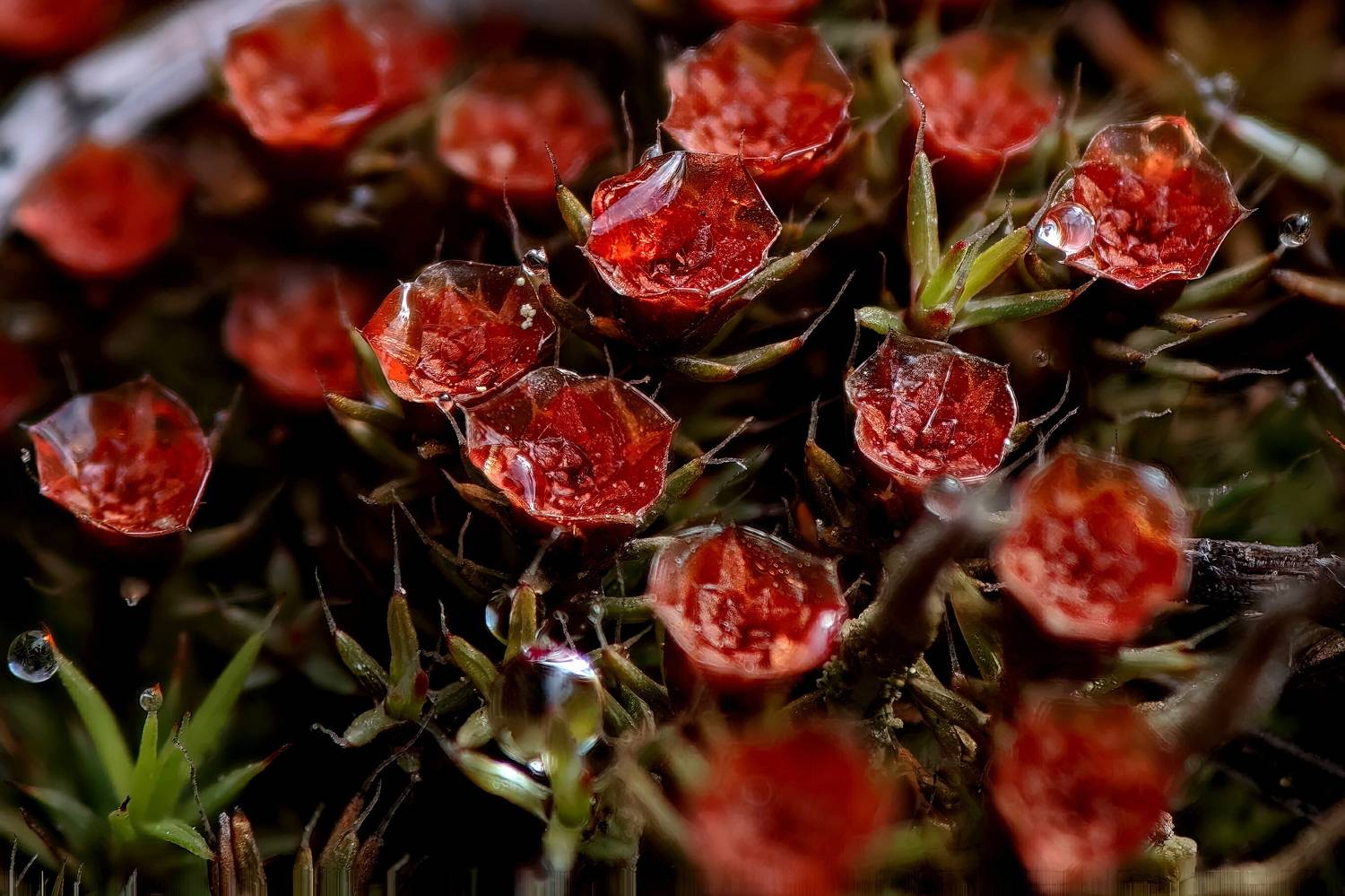 , Кузнецов Дмитрий