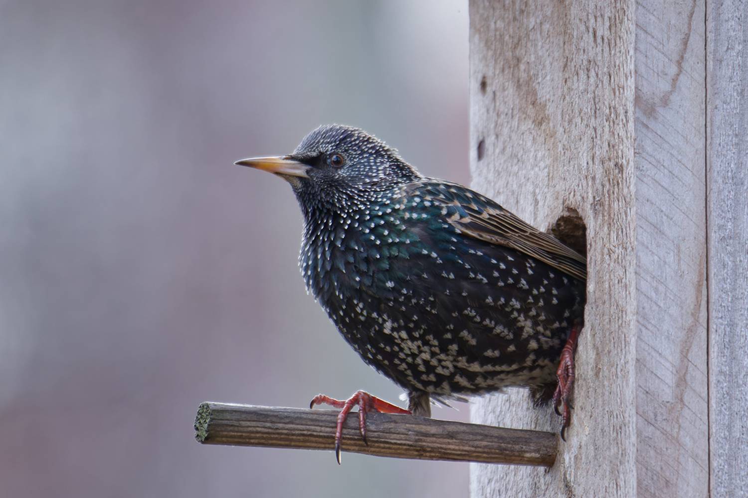 скворец, скворечник, птица, весна, утро, starling, birdhouse, bird, spring, morning, Хилько Марина