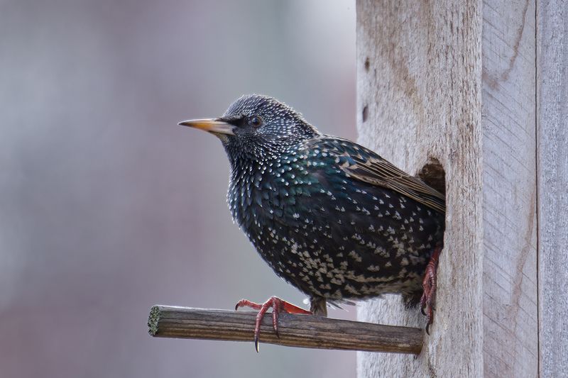 скворец, скворечник, птица, весна, утро, starling, birdhouse, bird, spring, morning Пора на завтрак фото превью