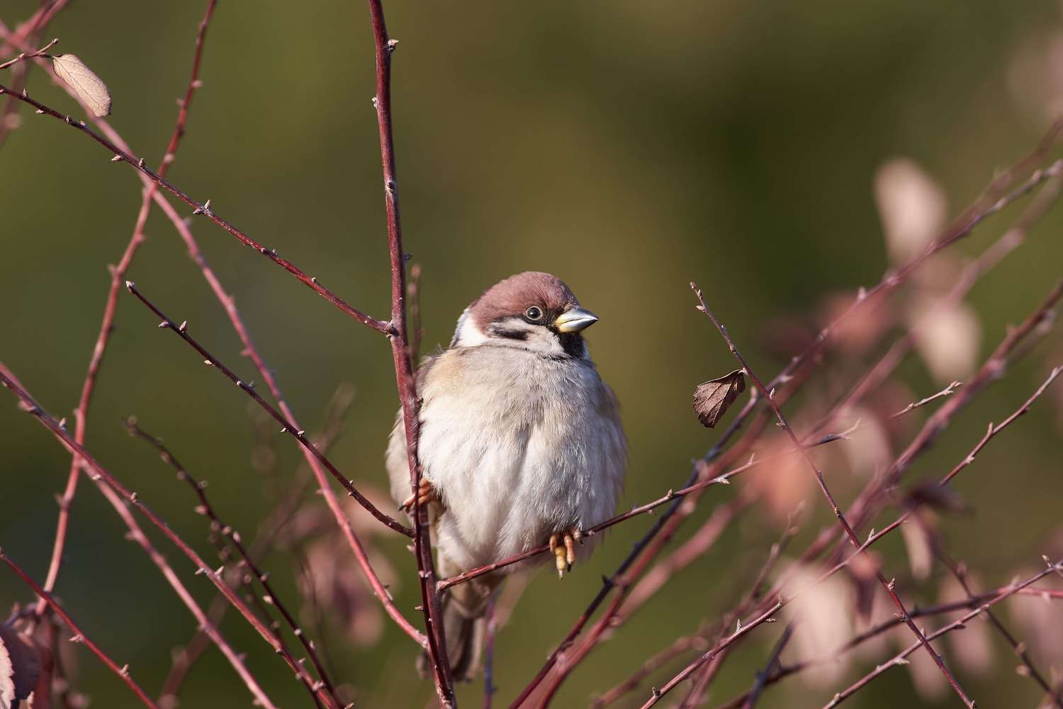 , Павел Сторчилов