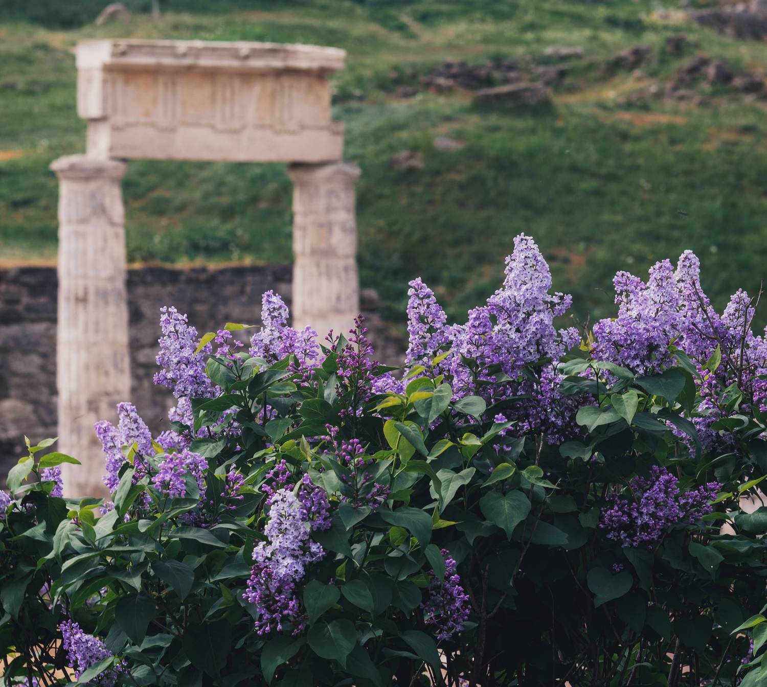 весна, цветение, цветы, сирень,буйство, архитектура, древность, античность, городище, полис, пантикапей, пританей, митридат, боспорское царство, винтажная оптика, мануальный фокус, юпитер 37а, керчь, крым, россия, Щербак Анатолий