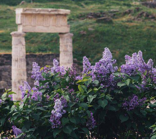 Сиреневый Пантикапей.