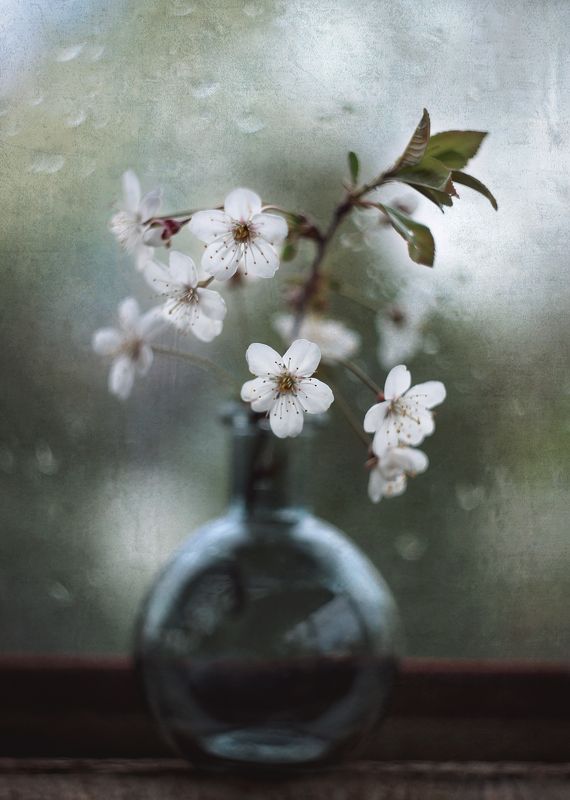 Вишня цветет фото превью