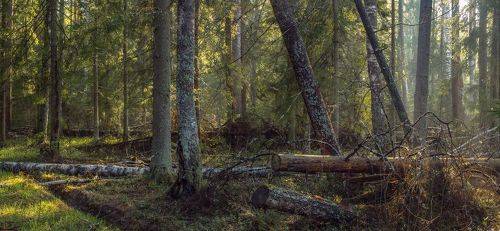 Лес после дождя