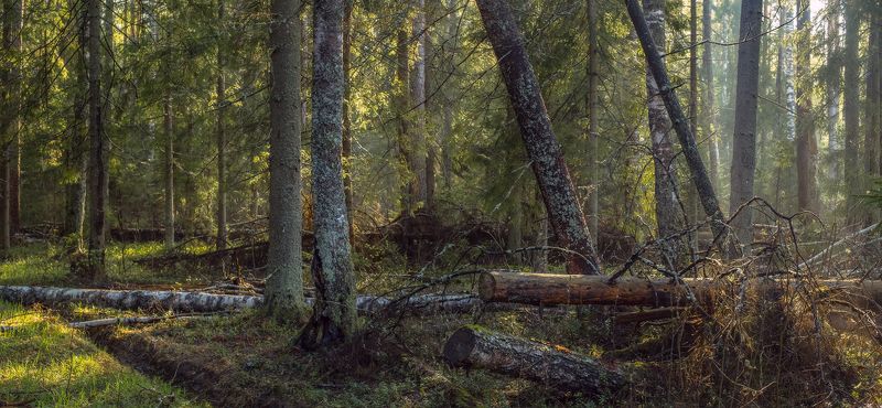 Лес после дождя фото превью