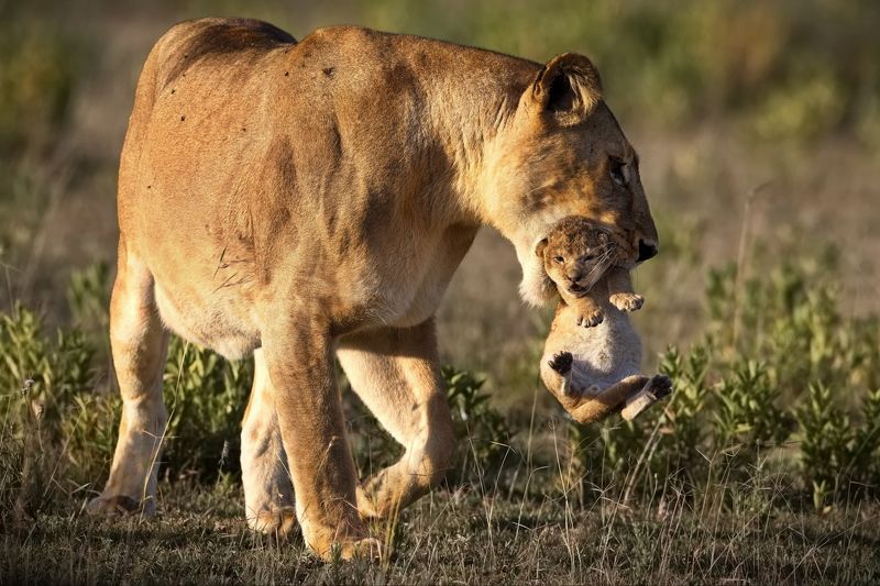Танзанийская мозаика фото превью