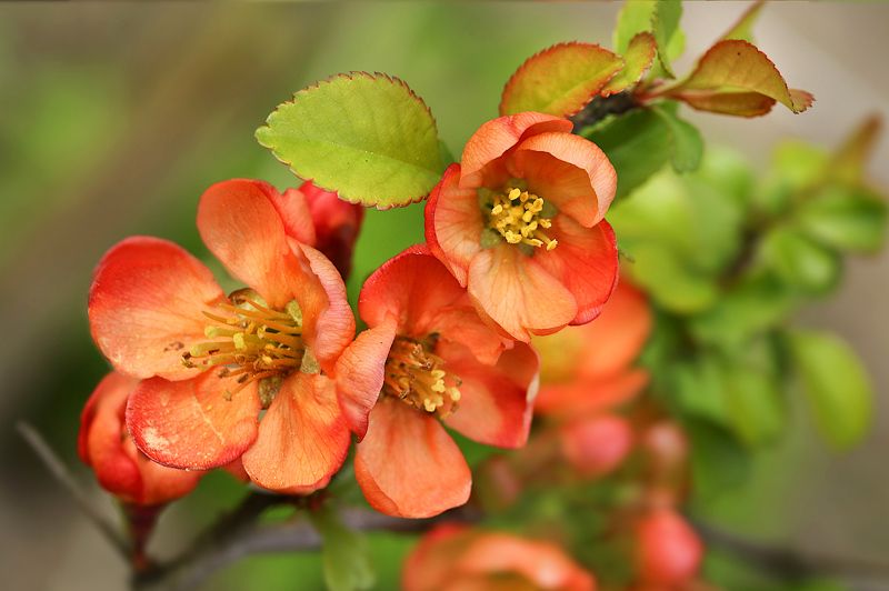 весна, цветы, айва Цветы айвы фото превью