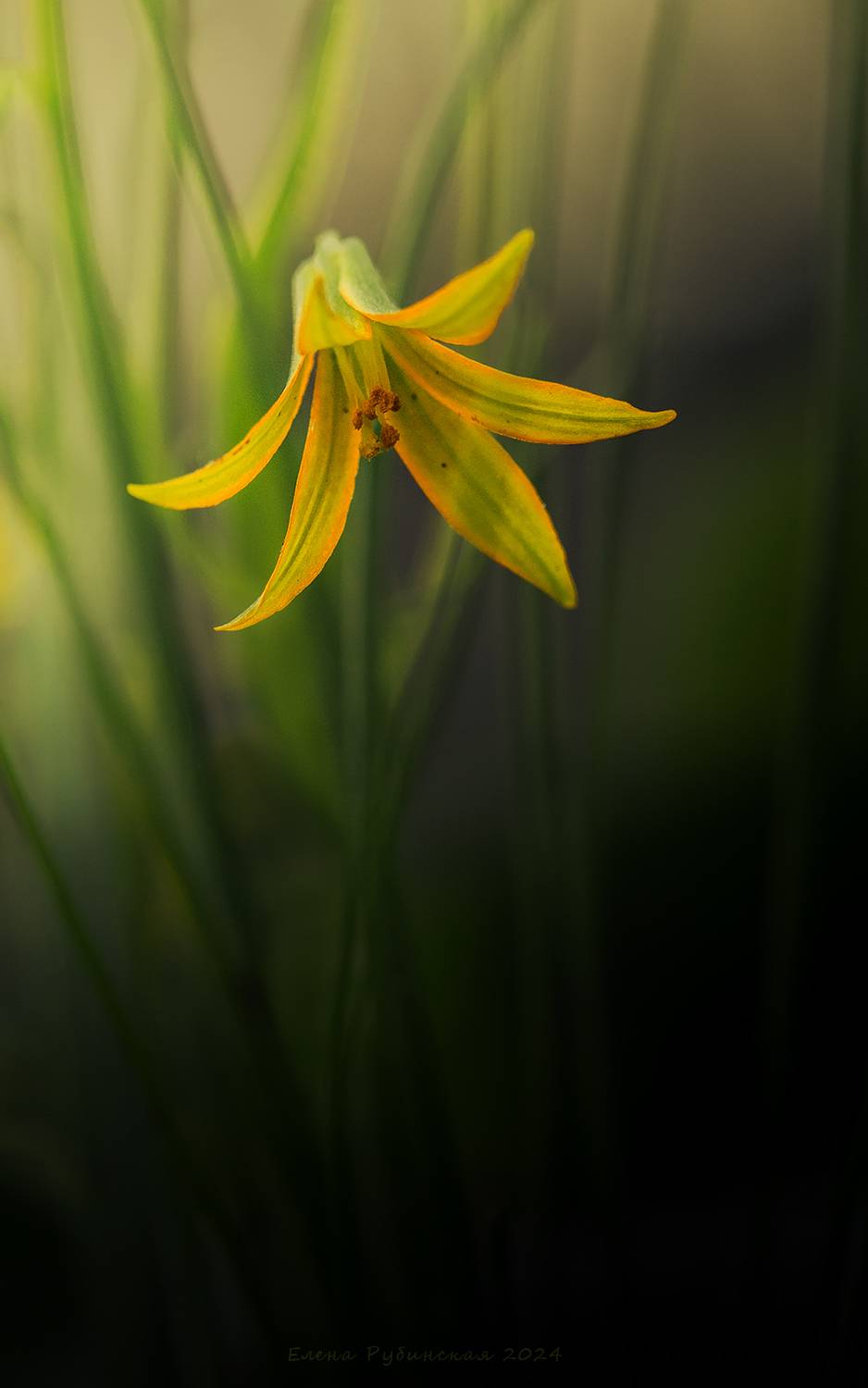 , Елена Рубинская