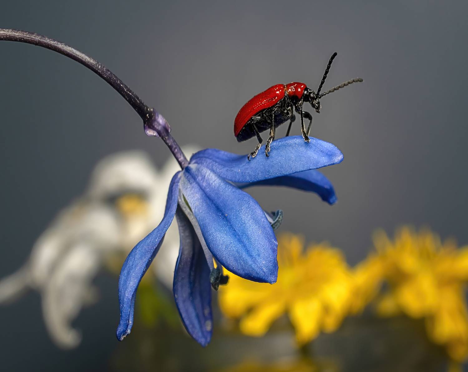 , Людмила Железнова