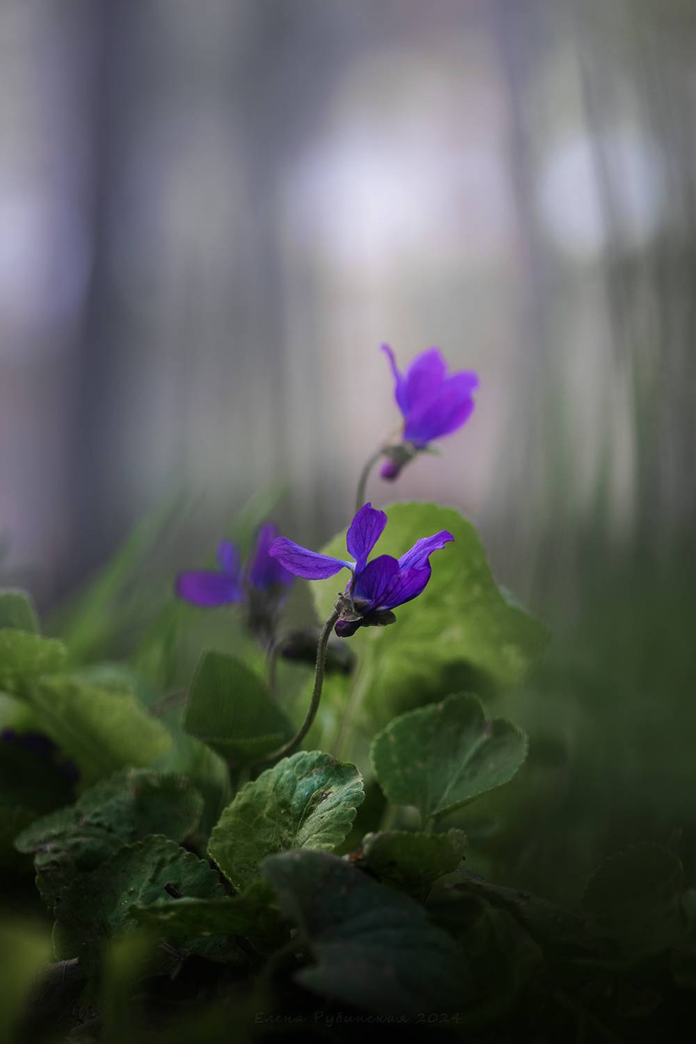 , Елена Рубинская