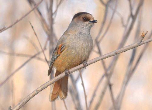 Таежная красавица