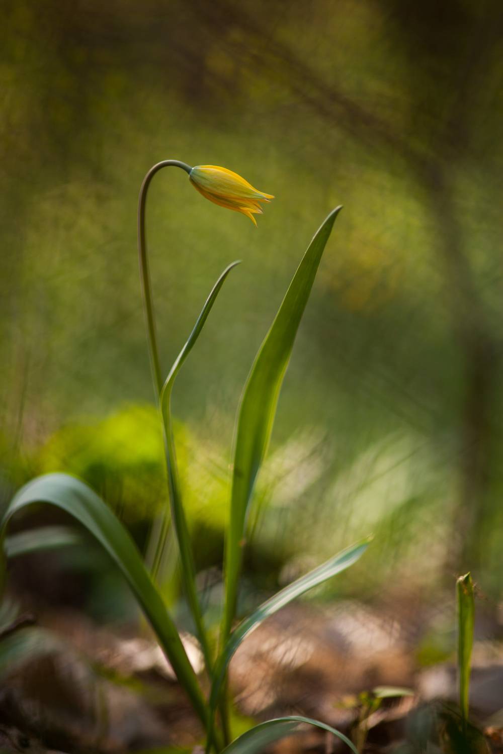 , Викулов Николай