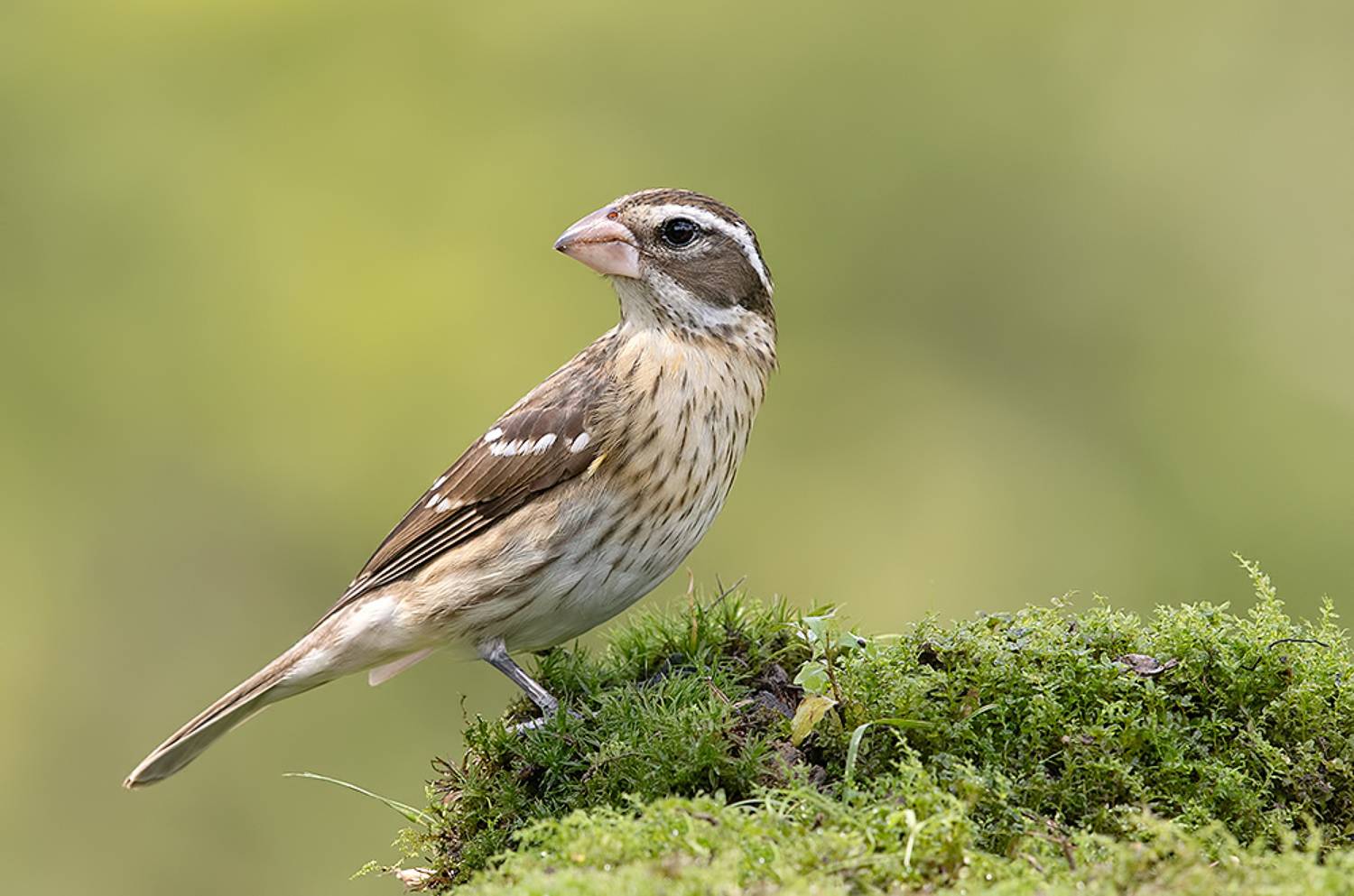 rose-breasted grosbeak, красногрудый дубоносовый кардинал, кардинал, весна, Etkind Elizabeth