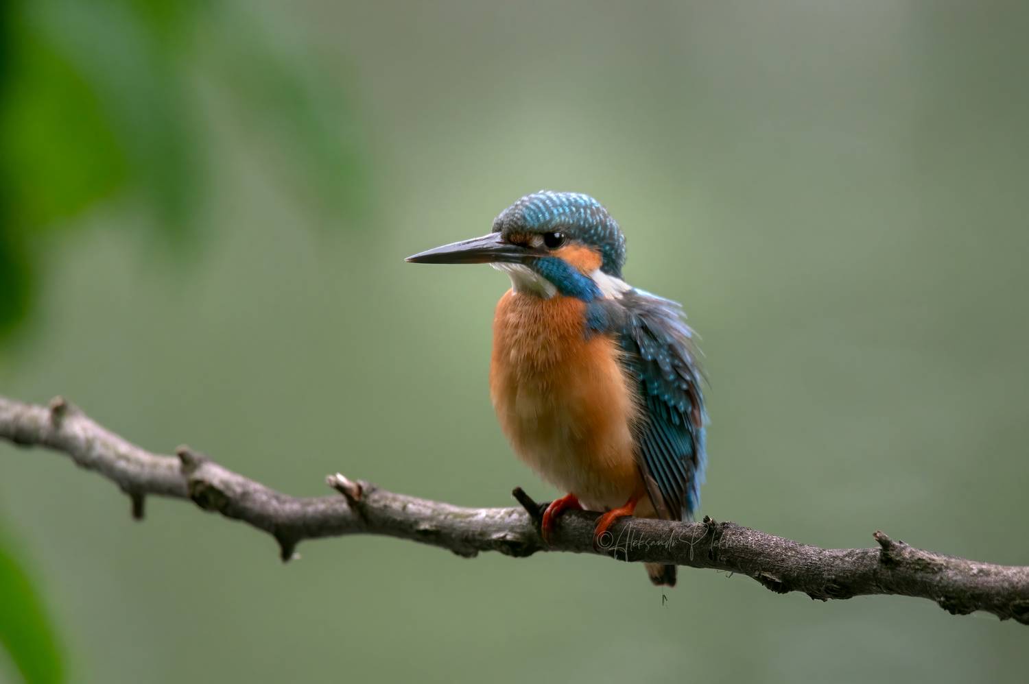 , Плеханов Александр