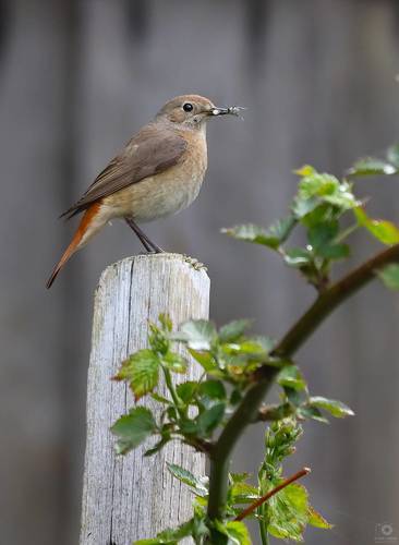 Птичий завтрак.