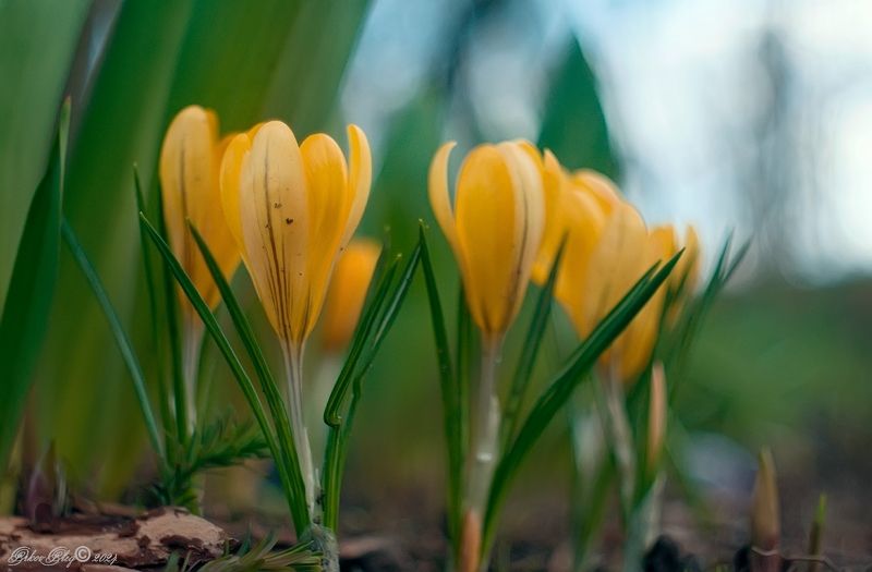 *** фото превью