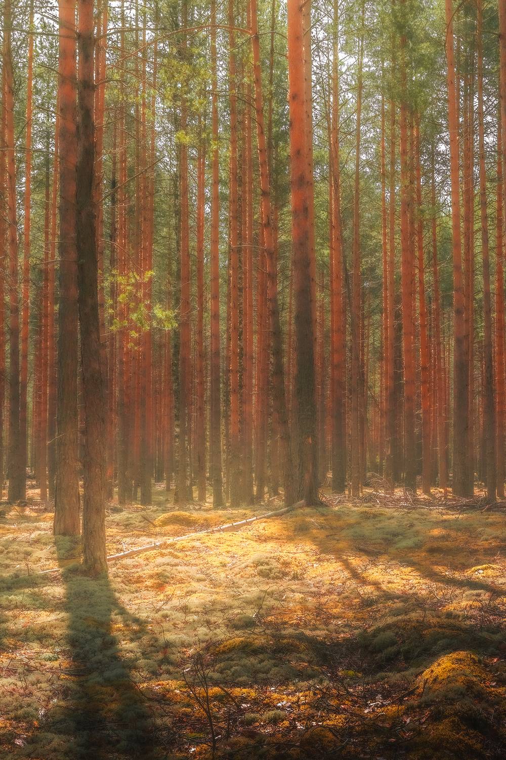 , Евгений Чикишев