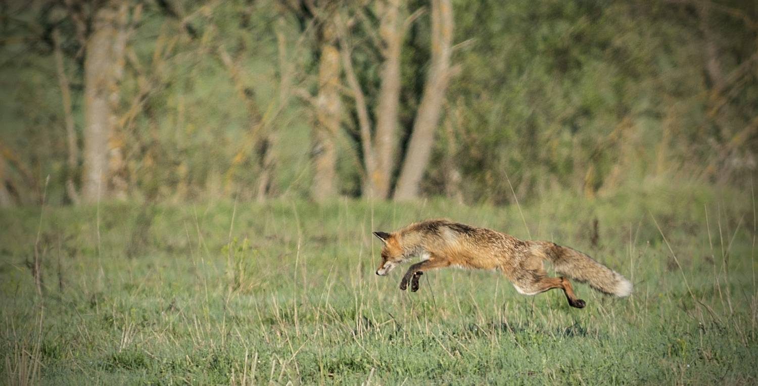 , Руслан Соколов