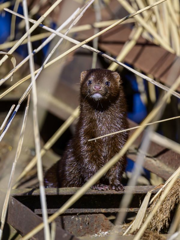 Норка. Московская область. фото превью