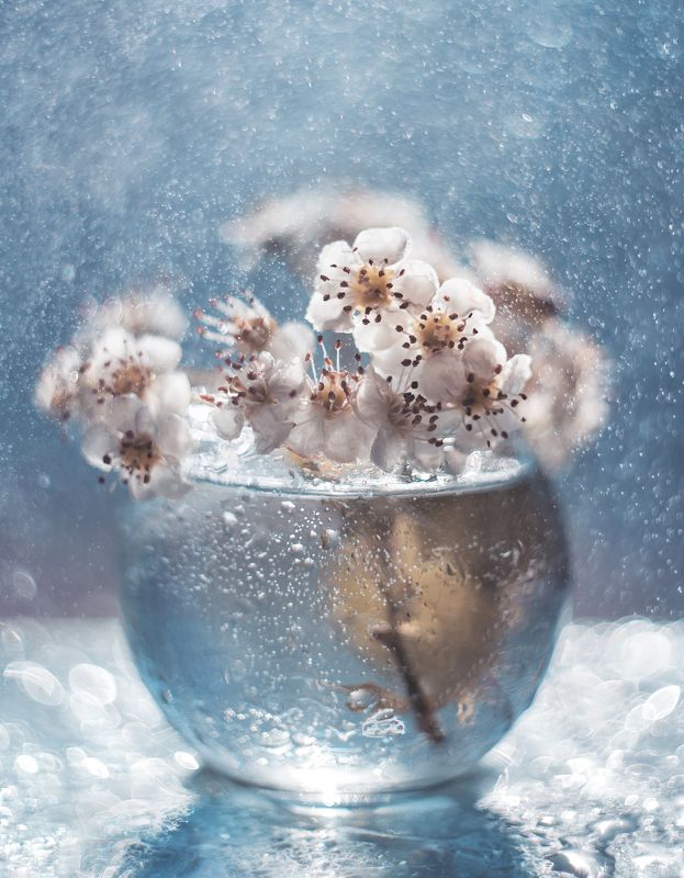 Боярышник фото превью