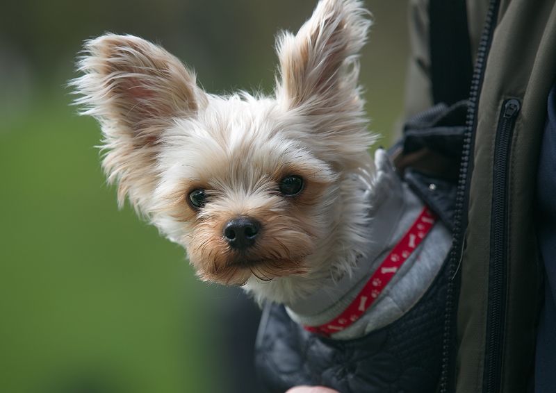 собаки, домашние животные, собаки и город, уличное фото  фото превью