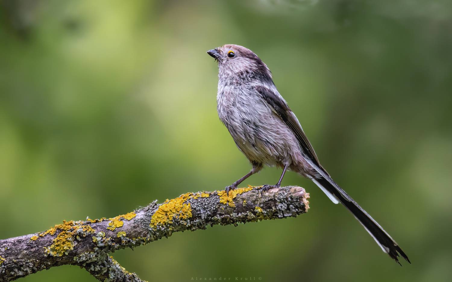 длиннохвостая синица, ополовник, aegithalos caudatus, Круль Александр