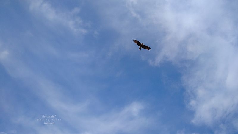 пейзаж, природа, коршун, небо, фото на телефон Коршун фото превью