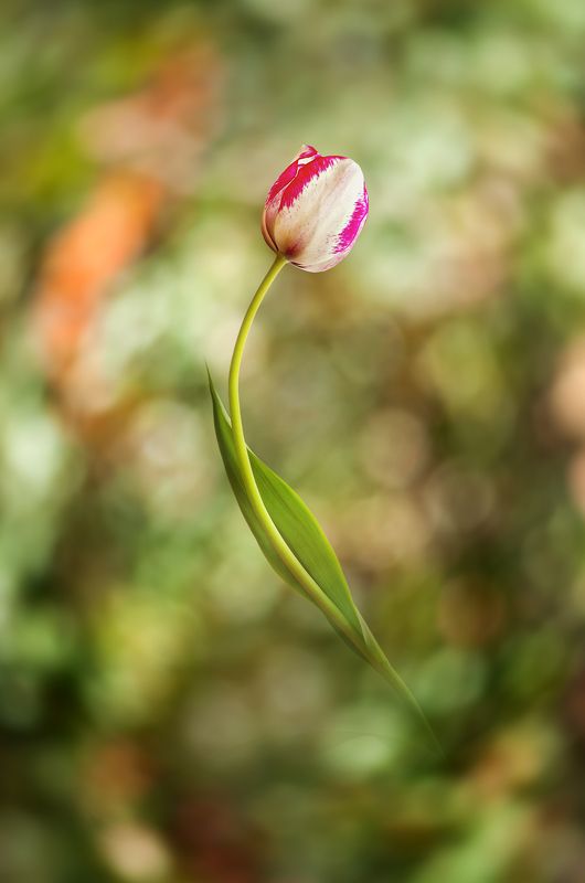 bokeh, color, colors, concept, conceptual, digital, digital art, editing, elegance, flower, flowers, green, nature, outdoor, photography, tulip, Sheer Elegance фото превью