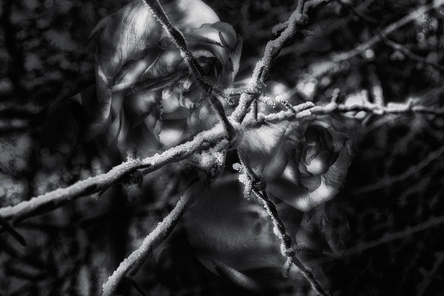 , Геннадий Чеботарев