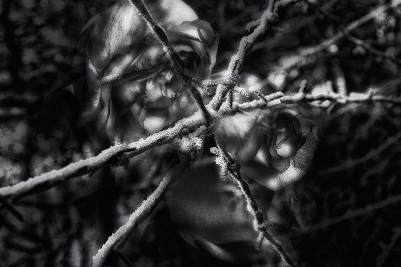 *** фото превью