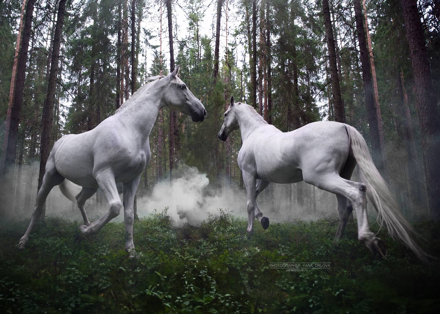 horse, horses, лошадь, конь, конныйфотограф, кэнон, canon, 7020028, лошади, фотографияслошадью, конный фотограф Яна Орлова, фотосессияслошадью, фотосессиислошадьми, коннаяфотография, pferd, horsephotographer, женский портрет, девушка , Яна Орлова