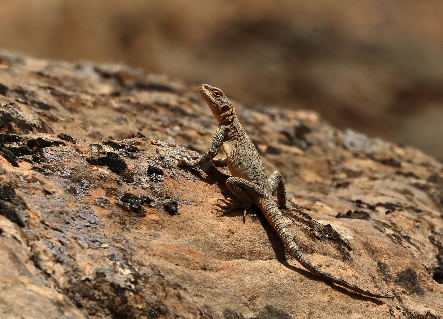 агама,ящерица,горы,дагестан,, Magov Marat