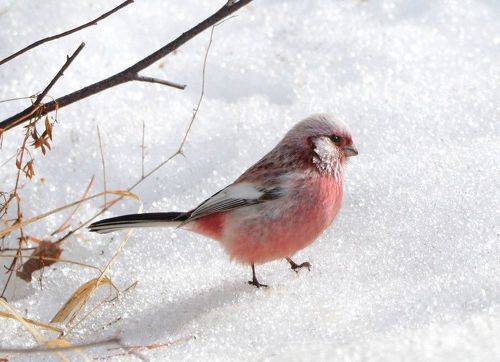 Розовое чудо