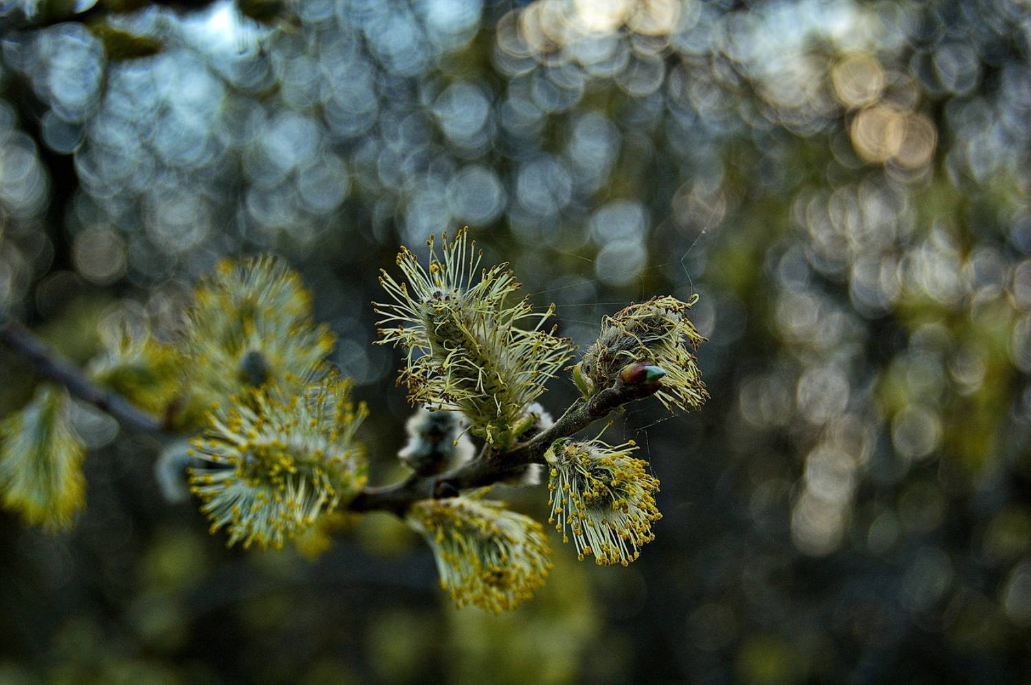 , Николаев Владимир