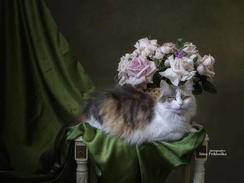 Котомодель Буся