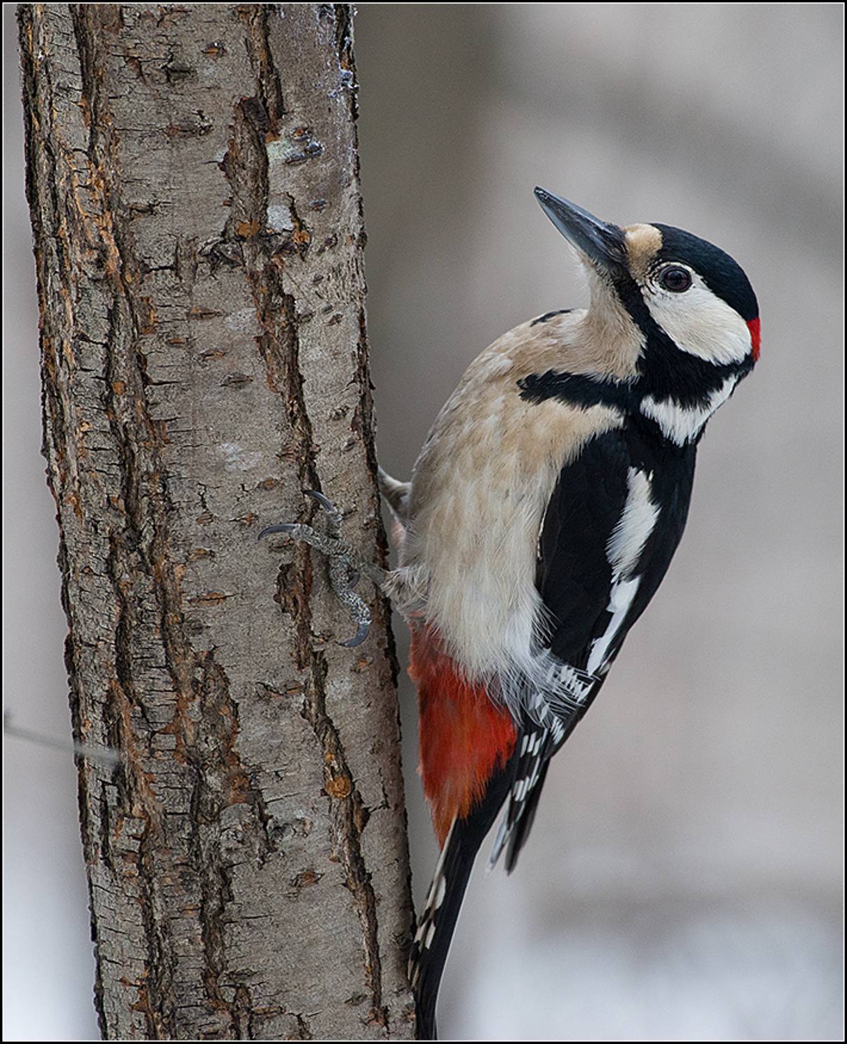 москва, апрель, парк, большой пёстрый дятел, АНАТОЛИЙ ДОВЫДЕНКО