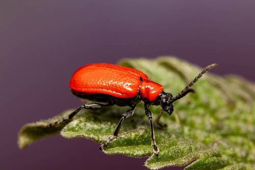 Lily Leaf Beetle