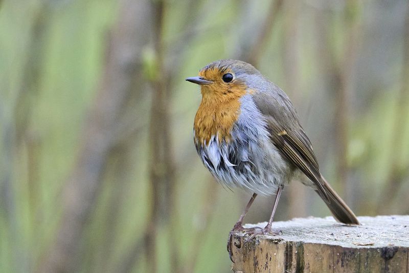 Animals. Robin. фото превью