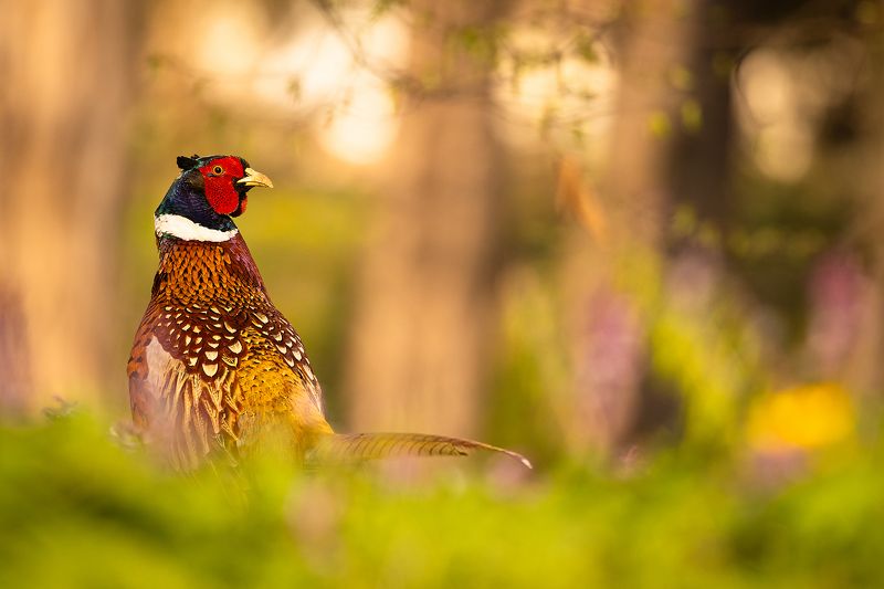 Pheasant фото превью