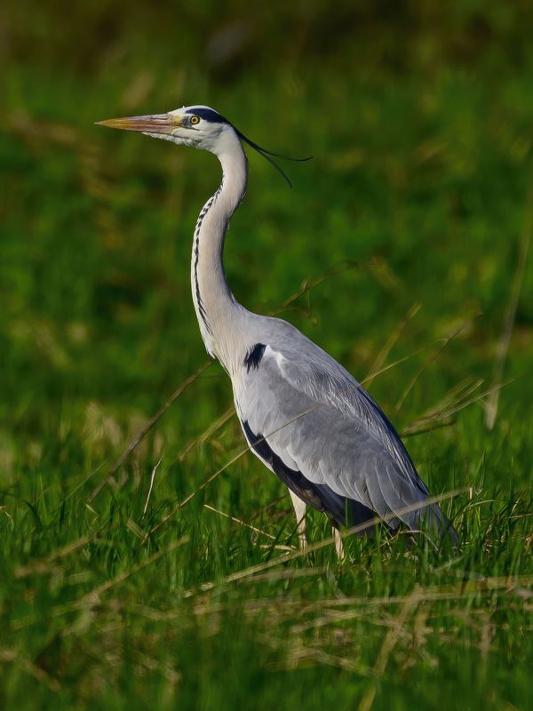 Grey heron фото превью