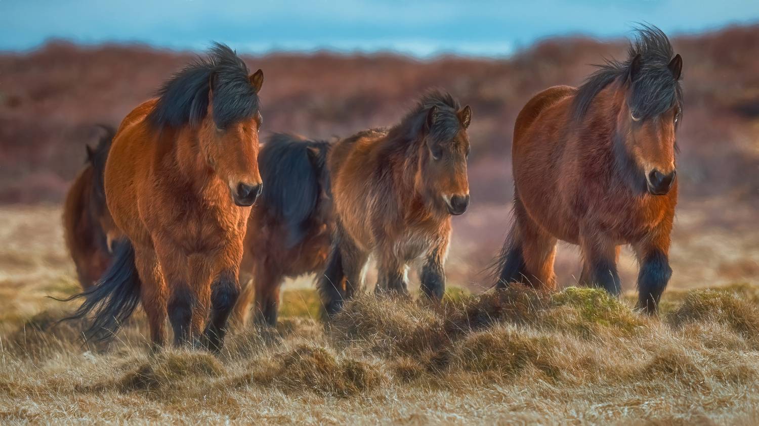 , Шварцман Евгений
