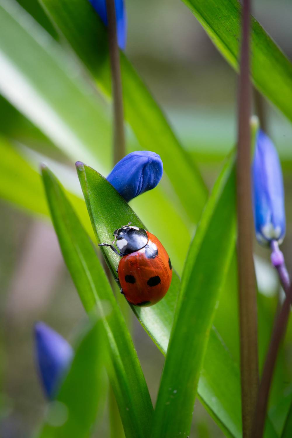 , Иван Мосьянов