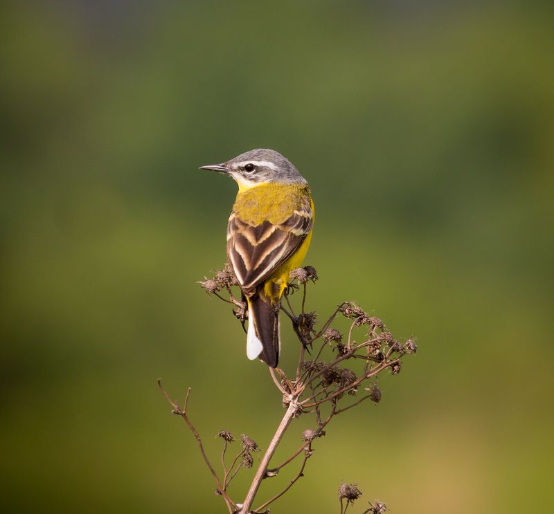 птицы, желтая трясогузка, wildlife, birds, весна, western yellow wagtail Желтая трясогузка фото превью