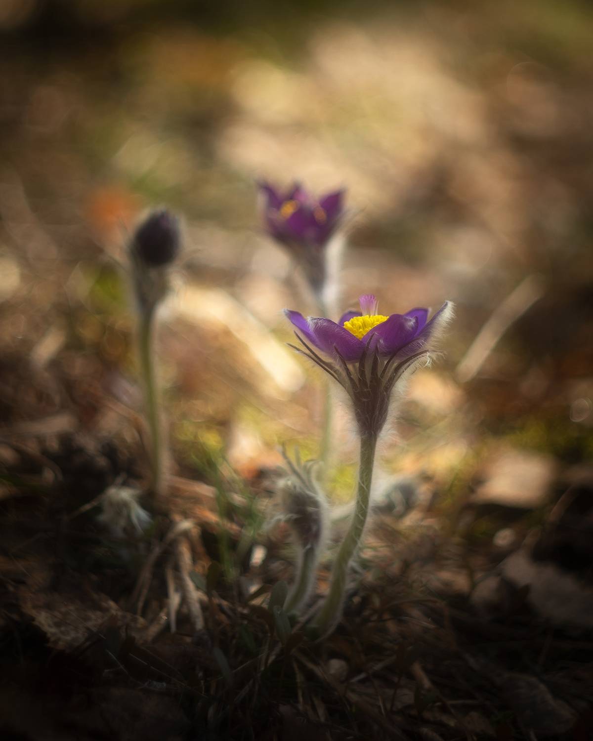 сон-трава, прострел, весна, лес, цветы, Марголин Алексей