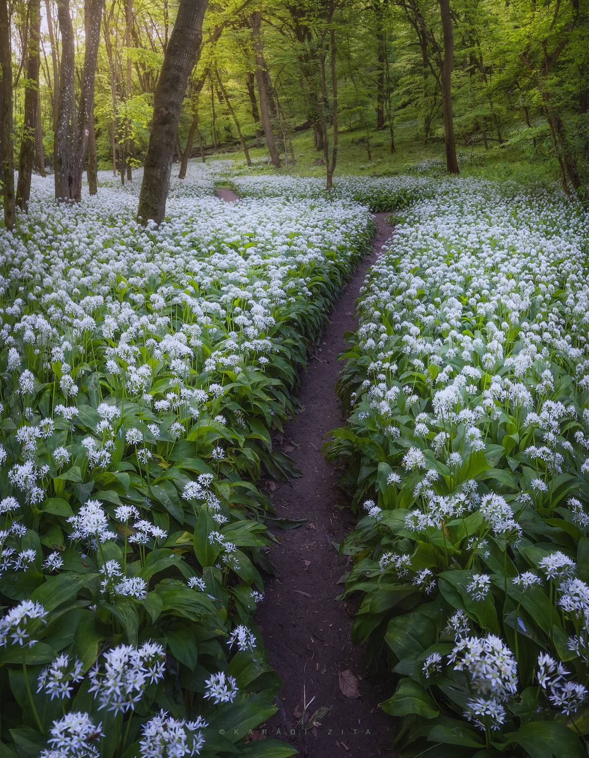 hungary garlic forest path trees flowers , Kar&aacute;di Zita