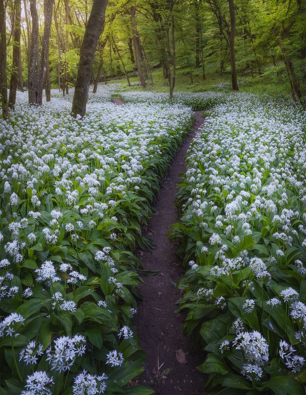 hungary garlic forest path trees flowers  Path to the Shire фото превью
